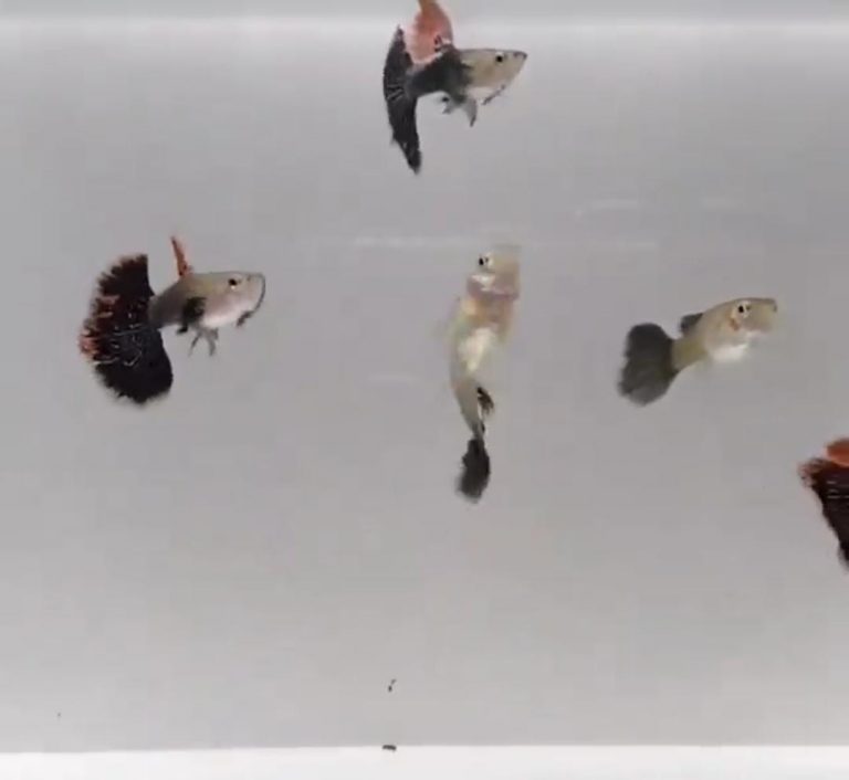Ikan Guppy (ikan hias imut dan beraneka warna)